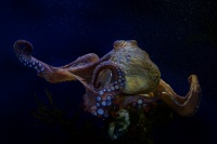 Chobotnice pobrezni - Octopus vulgaris - Common Octopus o8575-1